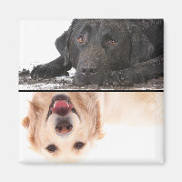 Dirty Chien Clean Dog Lave-vaisselle Magnet