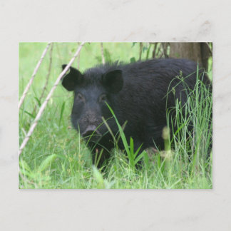 Dirty Nose Briefkaart