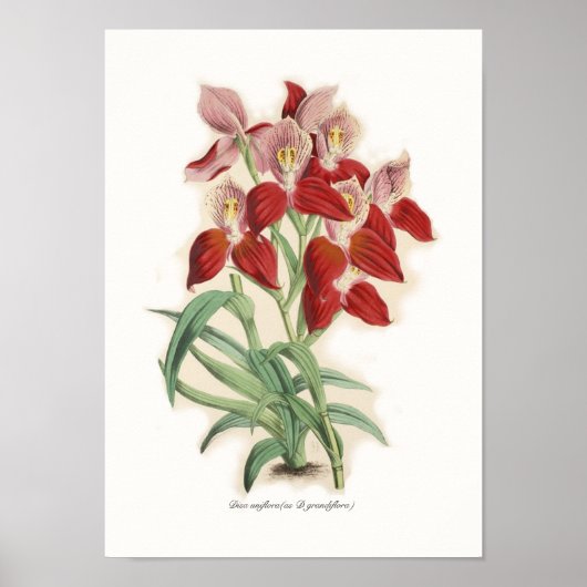 Disa uniflora (als D grandiflora) Poster (Voorkant)