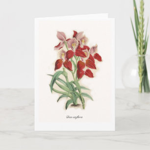 Disa uniflora kaart