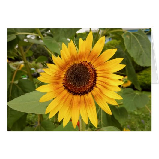 Disability Pride Blank Zonnebloem Kaart (Voorkant Horizontaal)