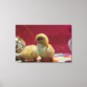 Disco Chicken Canvas Afdruk