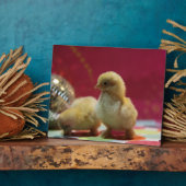 Disco Chicken Fotoplaat (Zijkant)