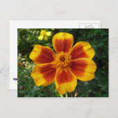 Disco Marigold Oranje en Red Summer Flower Briefkaart (Voorkant / Achterkant)