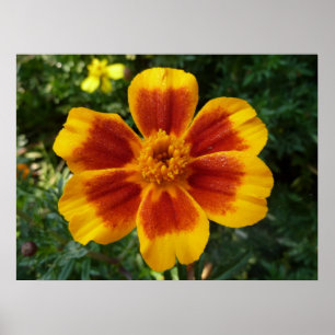Disco Marigold Oranje en Red Summer Flower Poster