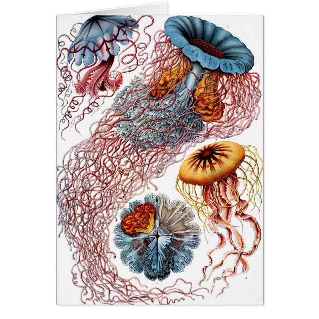 Discomedusae (Voorkant)