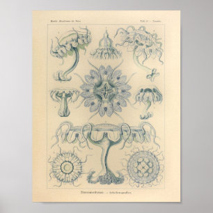  Discomedusae kleur Ernst Haeckel afdrukken Poster