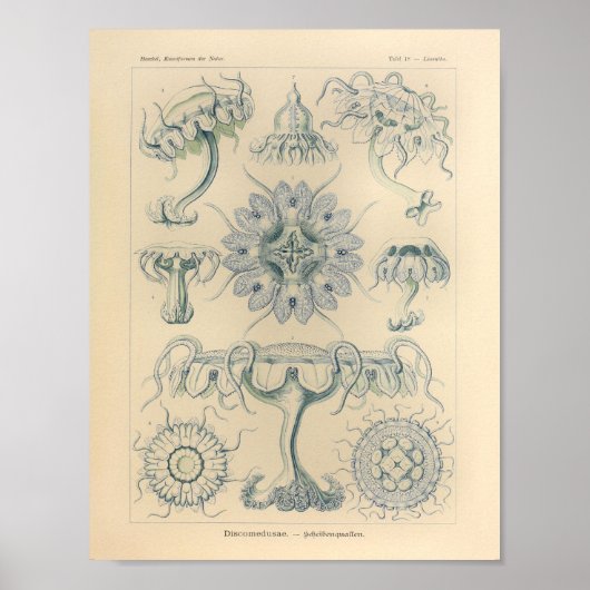 Discomedusae kleur Ernst Haeckel afdrukken Poster (Voorkant)