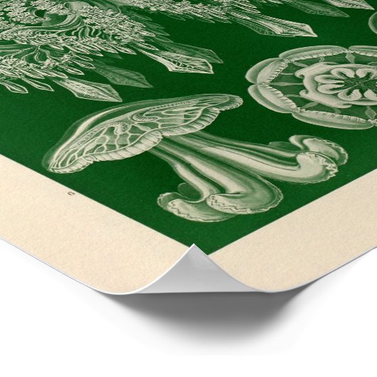  Discomedusae kleur Ernst Haeckel Art Afdrukken Poster (Hoek)