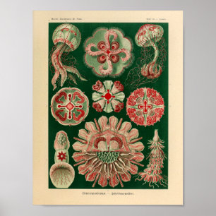  Discomedusae kleur Ernst Haeckel Art Afdrukken Poster