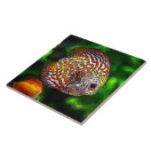 Discus_20170601_by_JAMColors Tegeltje (Zijkant)