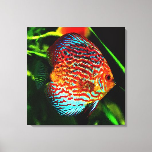 Discus aquarium vis canvas print (Voorkant)