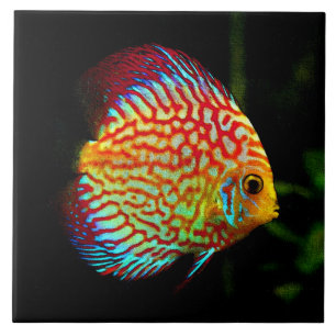 Discus aquarium vissen decoratief tegeltje