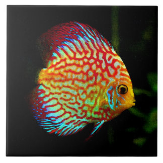 Discus aquarium vissen decoratief tegeltje
