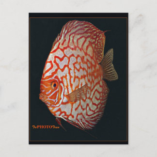 discus briefkaart