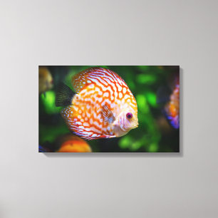 Discus fish canvas afdruk