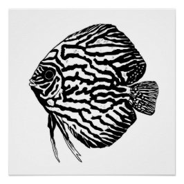 Discus fish print / poster perfect poster