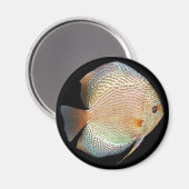 discus magneet (Voorkant / Achterkant)