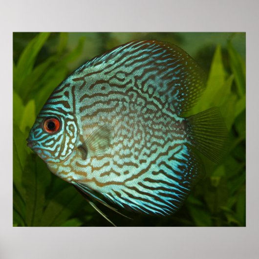 Discus - Symphysodon aequifasciata Poster (Voorkant)