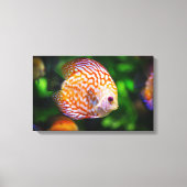 Discusvis canvas (Voorkant)