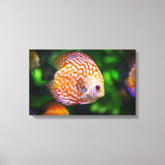Discusvis canvas