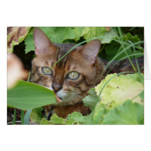 Dissimulation dans le jardin