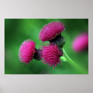 Distelbloem Poster