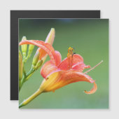 Ditch Lily (Voorkant / Achterkant)