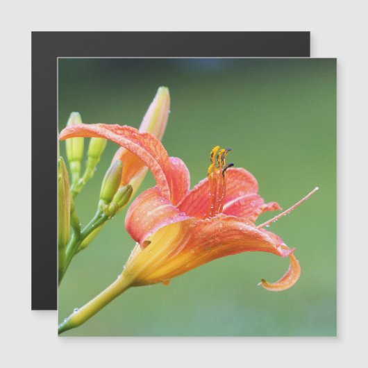 Ditch Lily (Voorkant / Achterkant)