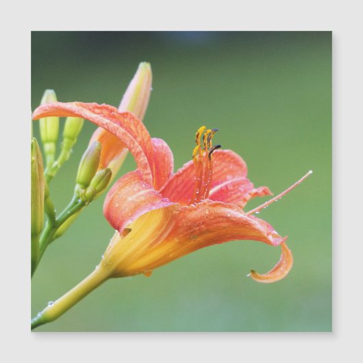 Ditch Lily (Voorkant)