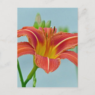 Ditch Lily Briefkaart