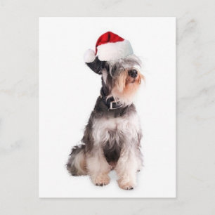 Ditzy Dogs~Original Briefkaart~Miniature Schnauzer Briefkaart