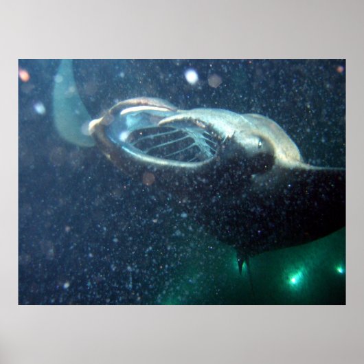 Dive with the Manta Rays - The Big Island Poster (Voorkant)