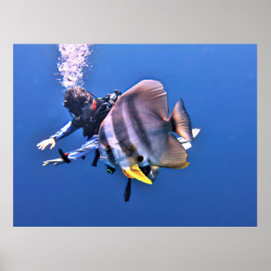 Diver en Batfish Poster