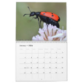 Divers calendrier des insectes (Jan 2026)