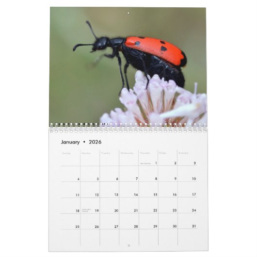 Divers calendrier des insectes (Jan 2026)