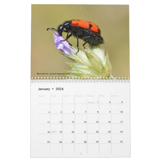 Divers insectes calendrier 12 mois (Jan 2026)