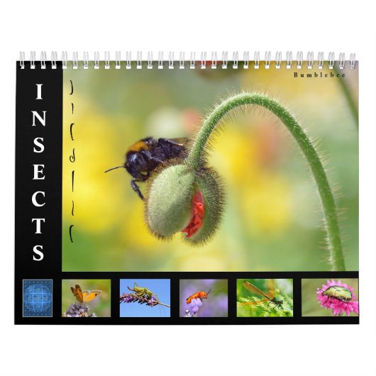 Divers insectes calendrier 12 mois (Protection)