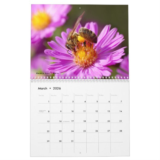 Divers insectes calendrier 12 mois (Mar 2026)