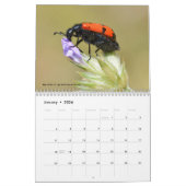 Divers insectes calendrier 12 mois (Jan 2026)