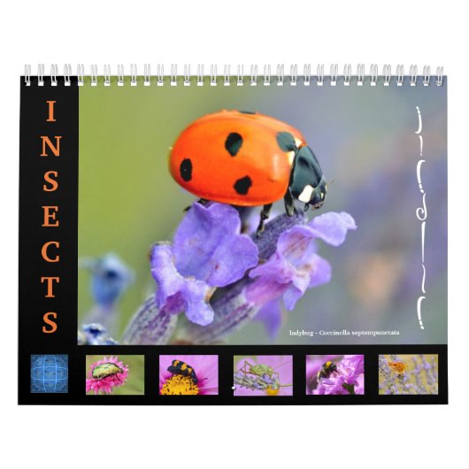Divers insectes pour le calendrier (Protection)