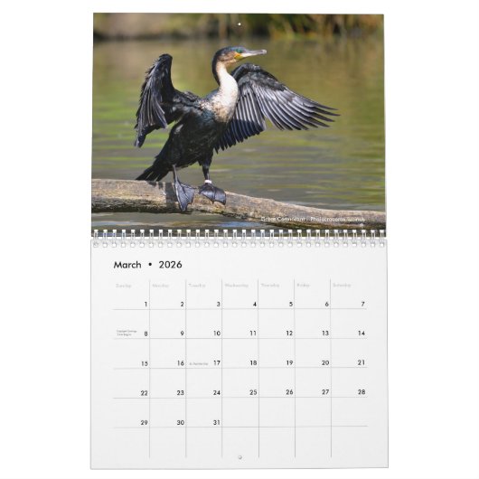 Divers oiseaux de mer calendrier 12 mois (Mar 2026)