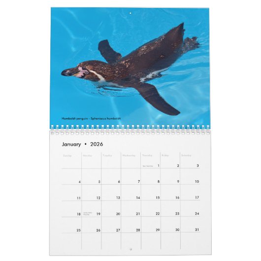 Divers oiseaux de mer calendrier 12 mois (Jan 2026)