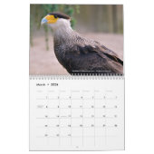 Divers oiseaux de proie calendrier 12 mois (Mar 2026)