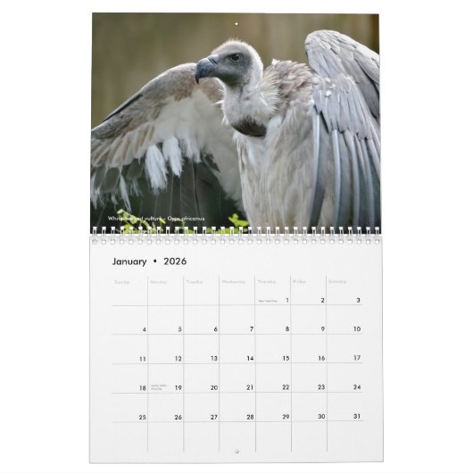 Divers oiseaux de proie calendrier 12 mois (Jan 2026)