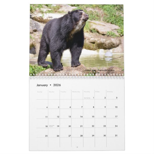 Divers ours calendrier 12 mois (Jan 2026)