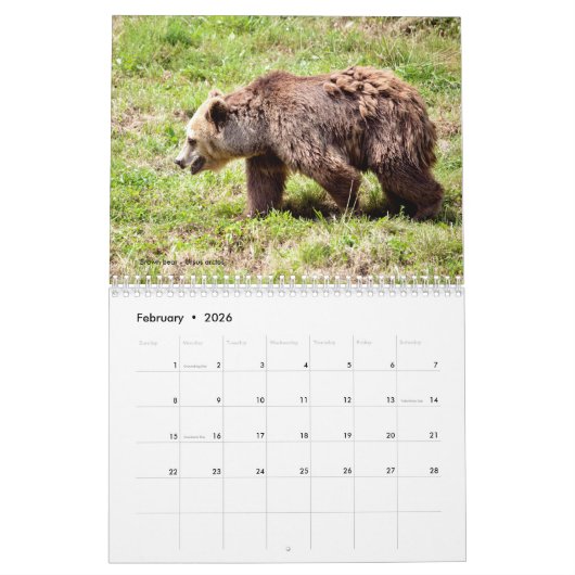 Divers ours calendrier 12 mois (Feb 2026)