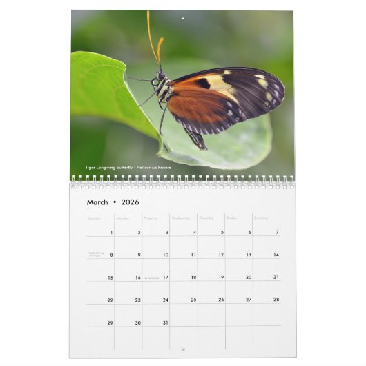 Divers papillons calendrier 12 mois (Mar 2026)