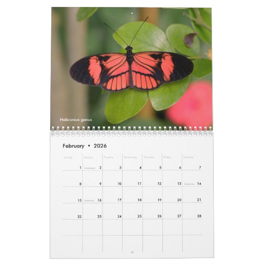 Divers papillons calendrier 12 mois (Feb 2026)
