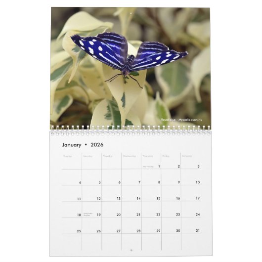 Divers papillons calendrier 12 mois (Jan 2026)